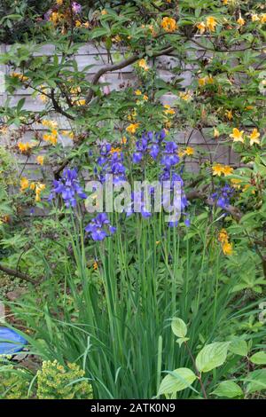 Grayshott Gardens, landesweite Gartenanlage, Irisblau Stockfoto