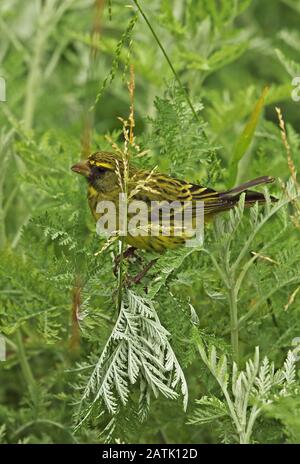 Forest Canary (Crithagra Scotops umbrosa) Erwachsene Männer ernähren sich von Grassamen Kirstenbosch National Botanical Gardens, Kapstadt, Südafrika Nov Stockfoto