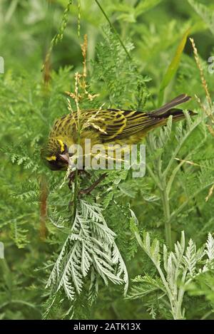 Forest Canary (Crithagra Scotops umbrosa) Erwachsene Männer ernähren sich von Grassamen Kirstenbosch National Botanical Gardens, Kapstadt, Südafrika Nov Stockfoto