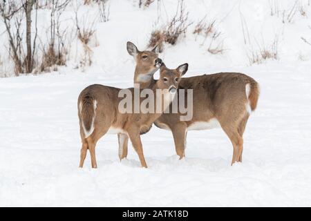 Weißschwein-Rehe (Odocoileus virginianus), Winter, Ostnordamerikaner, von Dominique Braud/Dembinsky Photo Assoc Stockfoto