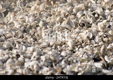 Seashell Kaution am Strand Stockfoto