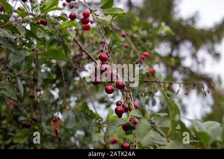 Reife Sauerkirschen am Baum im Sommer Stockfoto