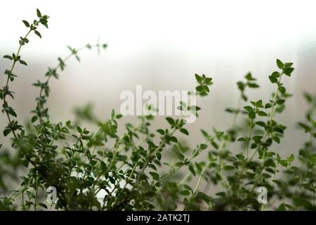 Mikrogrüns und Gartenraum-Konzept für den Innenbereich. Grüne Gewürze Rosmarin und Oregano Pflanzen auf Fensterbank im Winter und Herbst. Naturhintergrund mit Stockfoto