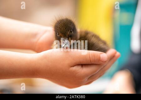 Der Mann rettete wenig Duckling aus dem Brandwald, hält sich in den Händen Stockfoto