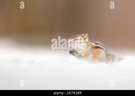 Chipmunk, Wyoming, USA Stockfoto