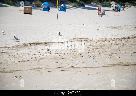 Möwen vor liegen am Strand von Zempin auf der Insel Usedom an einem sonnigen Tag Stockfoto