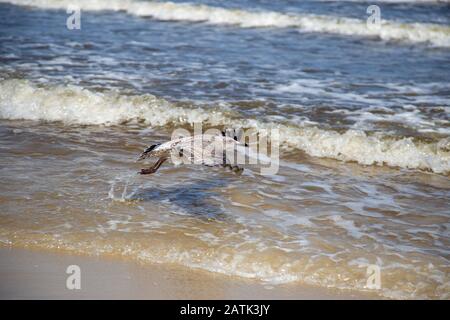 Eine Möwe, die sich nähert, um im Wasser an der ostsee zu landen Stockfoto