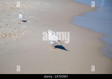 Viele Möwen am Strand an der Ostsee suchen an einem sonnigen Tag nach Nahrung Stockfoto