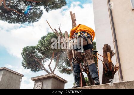 Holzfäller sägt Baum mit Kettensäge auf Sägewerk. Konzept Schnitt verfaulte und alte Holzstämme nach Hurrikan Stockfoto