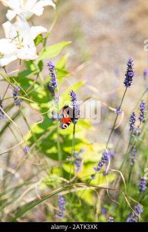 Ein Schmetterlings-Pfauenauge auf einer weißen Blume in der Sonne Stockfoto