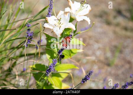 Ein Schmetterlings-Pfauenauge auf einer weißen Blume in der Sonne Stockfoto