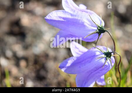 Selektiver Fokus, wilde Blaupausen in der Tundra. Violette, sanfte campanula-blume auf dem natürlichen Hintergrund. Stockfoto