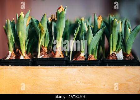 Tulpenzwiebeln sprießen im Holzkiste Blumenladen Stockfoto