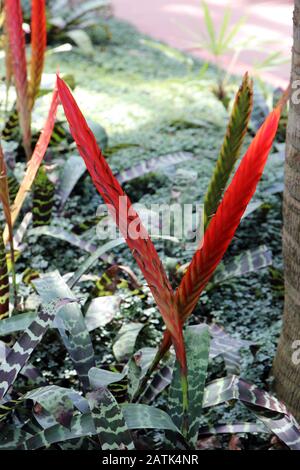 Nahaufnahme einer Gruppe von "Flowering Flaming Sword Plants", "Vriesea splendens", in einem Garten Stockfoto