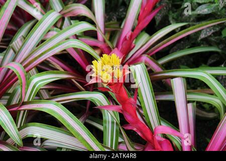 Nahaufnahme einer blühenden Guzmania Sir Albert Bromeliad Pflanze Stockfoto