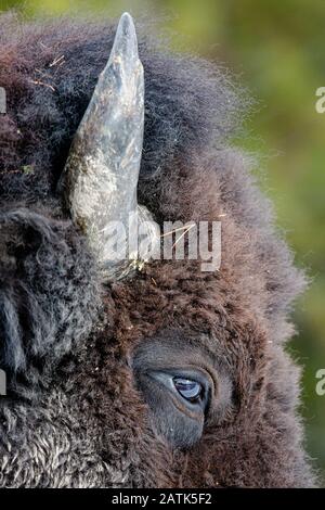 Bison, Yellowstone-Nationalpark, Wyoming, USA. Stockfoto