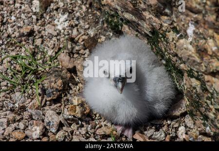 Nord-Fulmar Young Chick on Nest auf Funk Island, Neufundland, Kanada Stockfoto