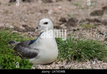 Der nördliche Fulmar ist auf Funk Island Neufundland auf dem Nest Stockfoto