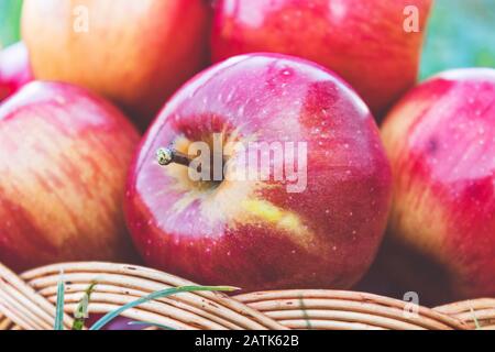 Frische reife rote Äpfel liegen in einem Korbkorb. Vitamine und eine gesunde Ernährung. Vegetarisches Konzept. Nahaufnahme. Stockfoto