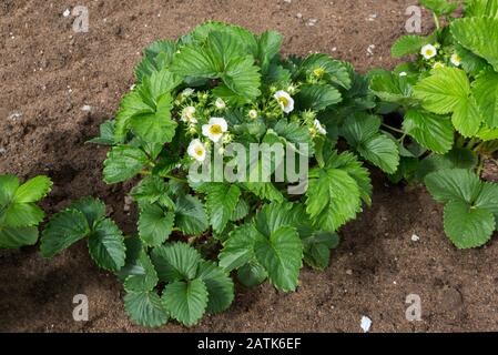 Erdbeerpflanze. Erdbeerblühen. Wilde Stawberensträucher. Erdbeeren wachsen im Garten. Stockfoto