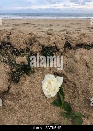 Recife/Pernambuco/Brasilien. Februar 2020. Am Strand von Boa Viagem ist nach einer afro-brasilianischen religiösen Party zu Ehren Y eine Rose zu sehen Stockfoto