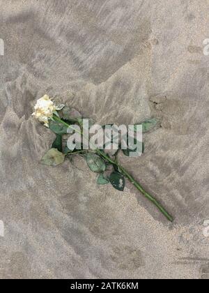 Recife/Pernambuco/Brasilien. Februar 2020. Am Strand von Boa Viagem ist nach einer afro-brasilianischen religiösen Party zu Ehren Y eine Rose zu sehen Stockfoto