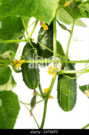 Gurkenfabrik. Gurke mit Blättern und Blumen isoliert auf weißem Grund. Gurken im Garten Stockfoto