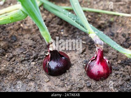 Zwiebelplantage im Gemüsegarten. Zwiebel wächst aus nächster Nähe. Zwiebeln wachsen in Reihen auf einem Feld Stockfoto