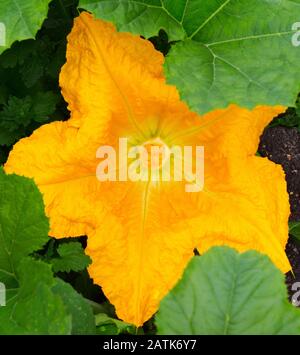 Kürbisblume Nahaufnahme. Gemüsekumpin blüht auf dem Feld. Blühender Squash. Stockfoto
