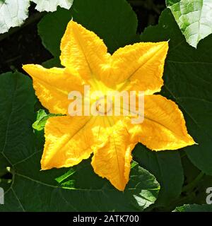 Kürbis, Squash-Anlage. Kürbisse, Kürbisse, gelbe Blume des Pflanzenmarks mit grünen Blättern, die im Garten blühen. Gemüse als Lebensmittel-Bac Stockfoto