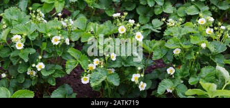 Erdbeerpflanze. Erdbeerblühen. Wilde Stawberensträucher. Erdbeeren wachsen im Garten. Stockfoto