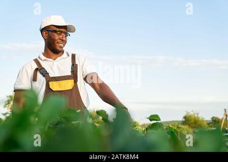 Fröhlicher afro-amerikanischer Kerl in weißem Sommerhut und Brille beschneiden vorsichtig grüne Büsche mit Heckenschere. Glücklicher Mann im besonderen Einsatz von Gartenwerkzeugen bei der Arbeit. Stockfoto