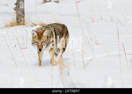 Coyote im Schnee, Yellowstone National Park, Wyoming, USA. Stockfoto