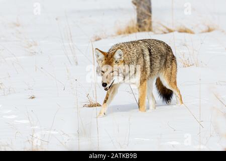 Coyote im Schnee, Yellowstone National Park, Wyoming, USA. Stockfoto