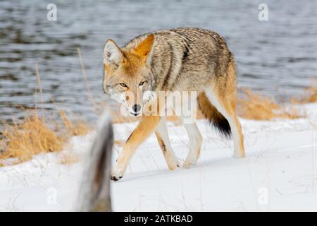 Coyote im Schnee, Yellowstone National Park, Wyoming, USA. Stockfoto