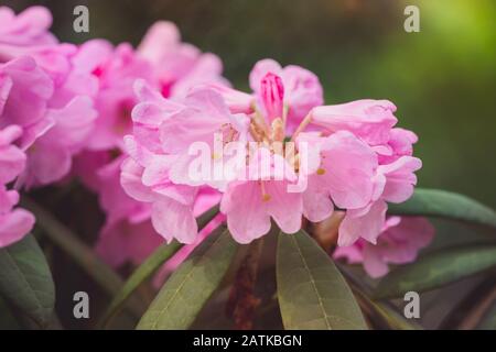 Nahaufnahme der Rhodendron-Blumen im Sonnenlicht Stockfoto