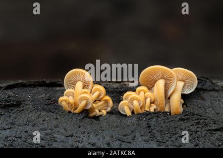 Speisepilz Flammulina, der an Baumstämmen wächst. Stockfoto