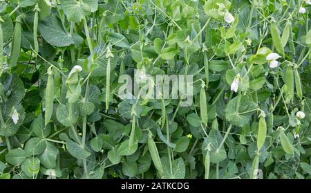 Vette Gelbe Felsenblüte, reifend, an Rebe "Pisum sativum". Stockfoto