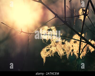 Eine Pflanze mit flauschigen Samen gegen Sonne und Himmel während der Dämmerung, meditative Sommer zen Hintergrund. Stockfoto