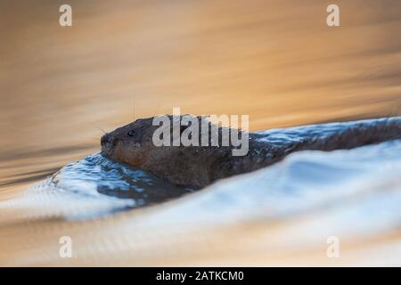 Muskrat schwimmt bei Sonnenuntergang in Wyoming, USA. Stockfoto