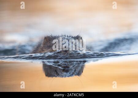 Muskrat schwimmt bei Sonnenuntergang in Wyoming, USA. Stockfoto