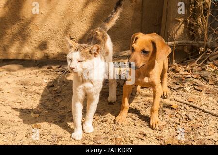 Kleiner streunender Hund und Straßenkatze, die auf dem Boden spielen Stockfoto