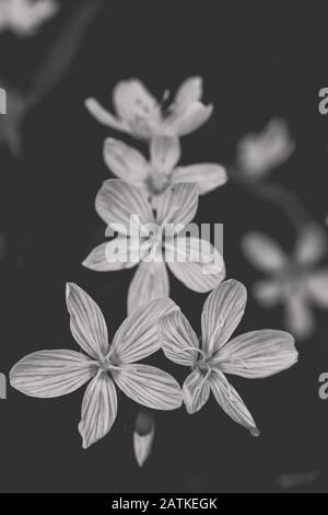 Schwarz-Weiß-Bild von Galium odoratum (süßer Woodruff) Stockfoto