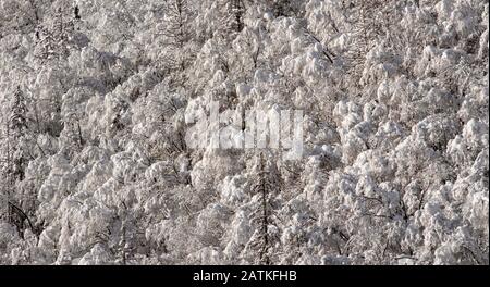 Mit Neuschnee bedeckte Baumwipfel Stockfoto