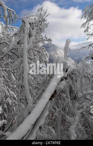 Umgestürzte buchen bedeckt mit neuem Schnee Stockfoto