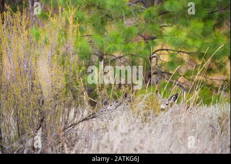 Hirsch versteckt sich im Pinsel starrt auf Kamera Stockfoto