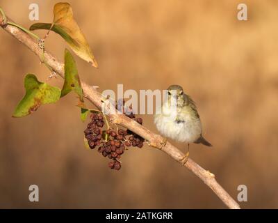 Melodiöser Sprenger - Felosa poliglota - Hippolais polyglotta Stockfoto