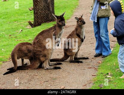 Drei Kangaroos Fed Von EINEM Kleinen Jungen In SA Australia Stockfoto