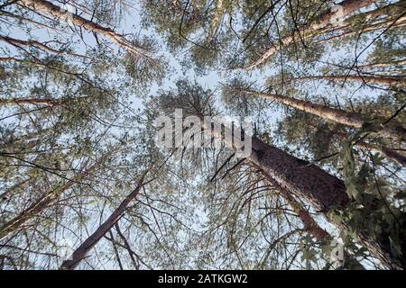 Kronen radioaktiver Bäume in der Stadt Pripyat, Tschernobyl, Ukraine, Ausschlusszone. Bottom View Stockfoto