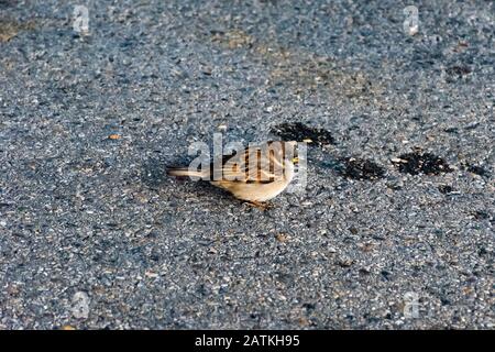 Nizza, Frankreich - 29. Januar 2020: Ein Pfeil auf der Straße in der Nähe des Flughafens Nice Côte d'Azur Stockfoto